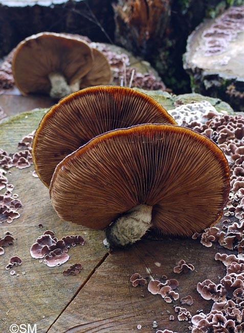 Hemipholiota destruens = Hemipholiota populnea