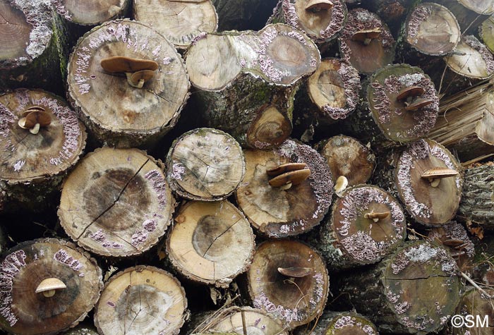 Hemipholiota destruens = Hemipholiota populnea