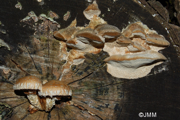 Hemipholiota destruens et Funalia trogii