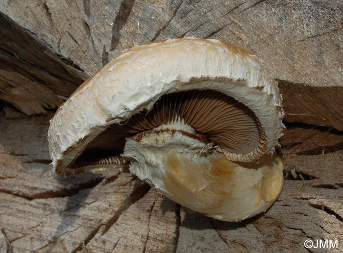 Hemipholiota destruens = Hemipholiota populnea