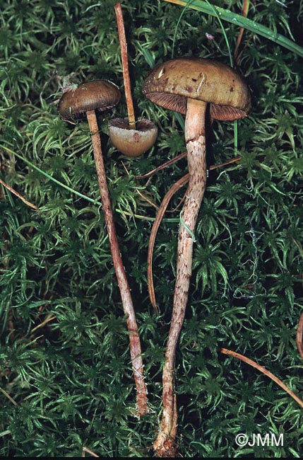 Phaenematoloma myosotis = Hemipholiota myosotis