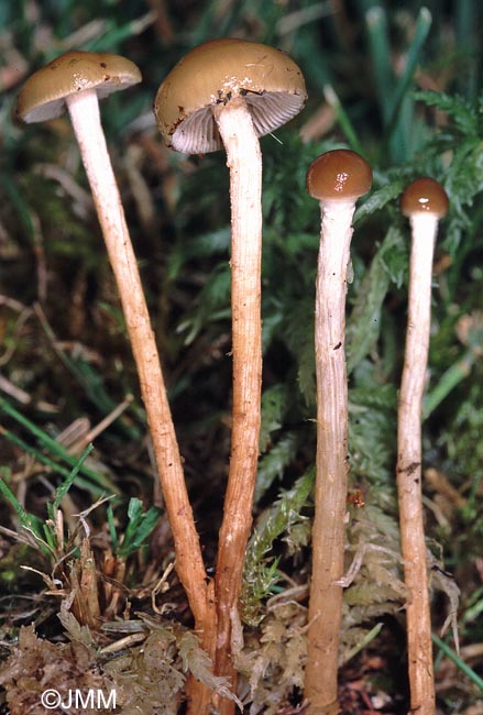 Phaenematoloma myosotis = Hemipholiota myosotis