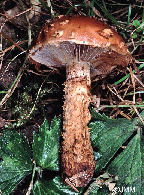 Hemistropharia albocrenulata