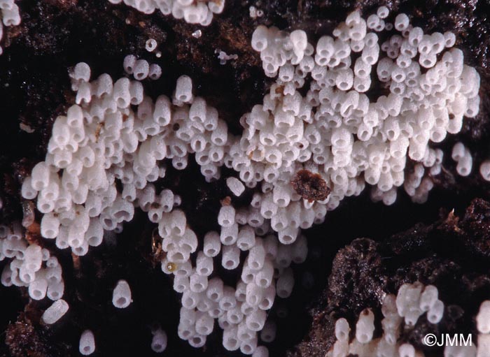 Henningsomyces candidus