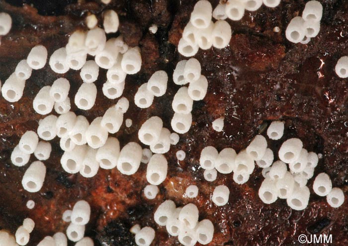 Henningsomyces candidus