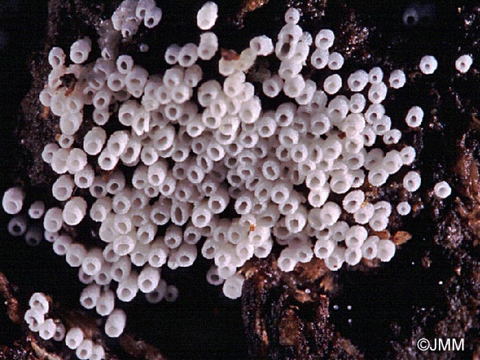 Henningsomyces candidus