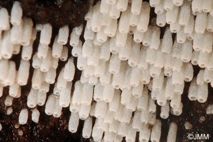 Henningsomyces candidus