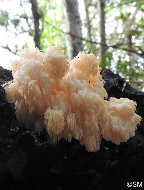 Hericium clathroides = Hericium ramosum = Hericium coralloides