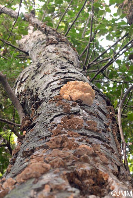 Hericium clathroides = Hericium ramosum = Hericium coralloides