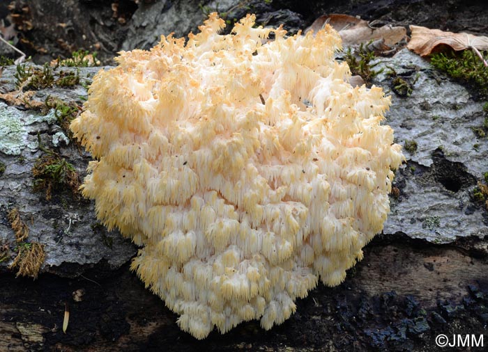 Hericium clathroides = Hericium ramosum = Hericium coralloides