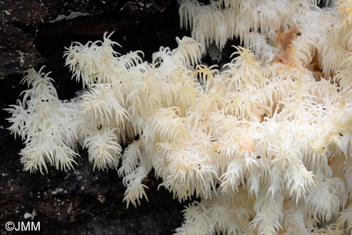 Hericium clathroides = Hericium ramosum = Hericium coralloides