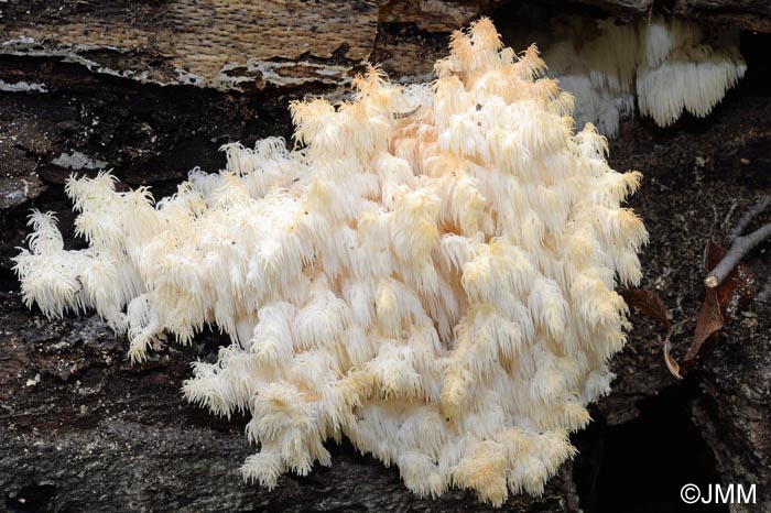 Hericium clathroides = Hericium ramosum = Hericium coralloides