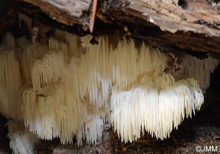 Hericium clathroides = Hericium ramosum = Hericium coralloides