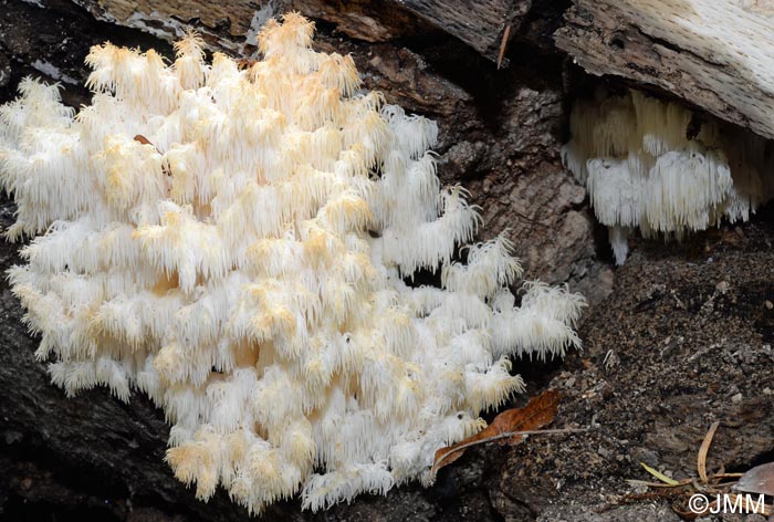 Hericium clathroides = Hericium ramosum = Hericium coralloides