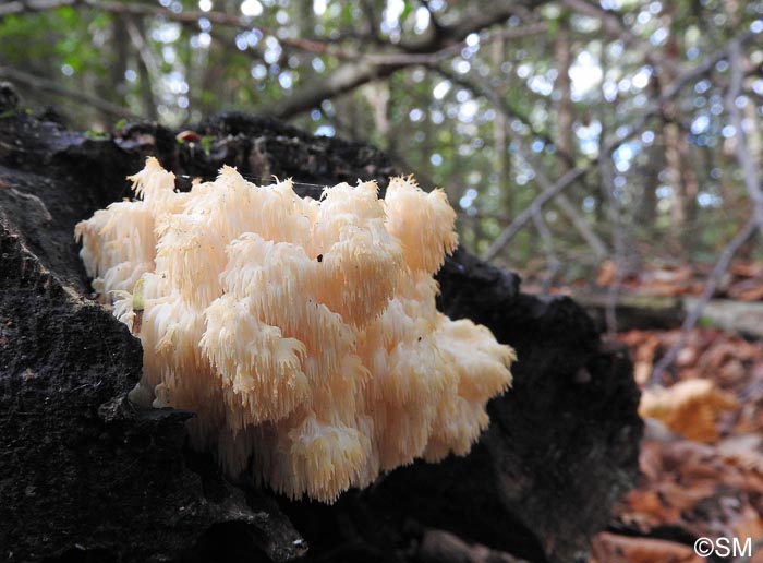 Hericium clathroides = Hericium ramosum = Hericium coralloides