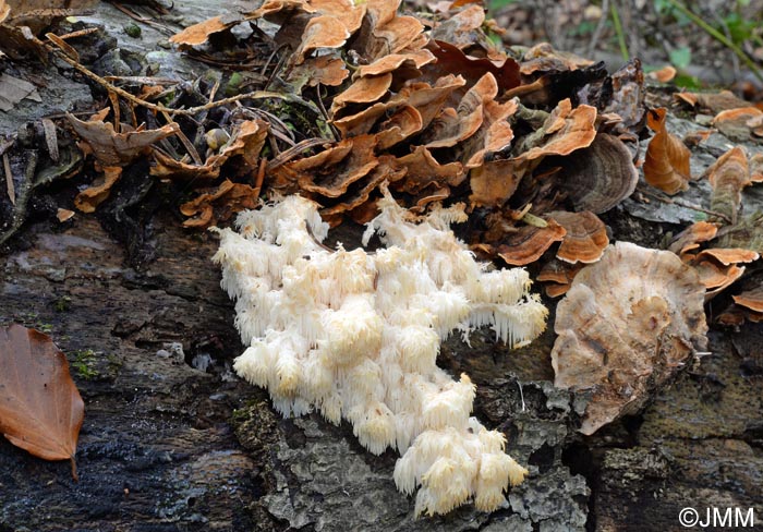 Hericium clathroides & Stereum insignitum