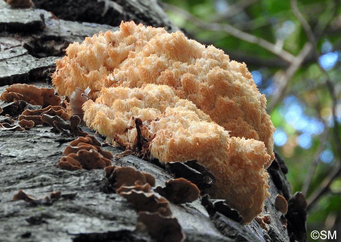 Hericium clathroides & Stereum insignitum