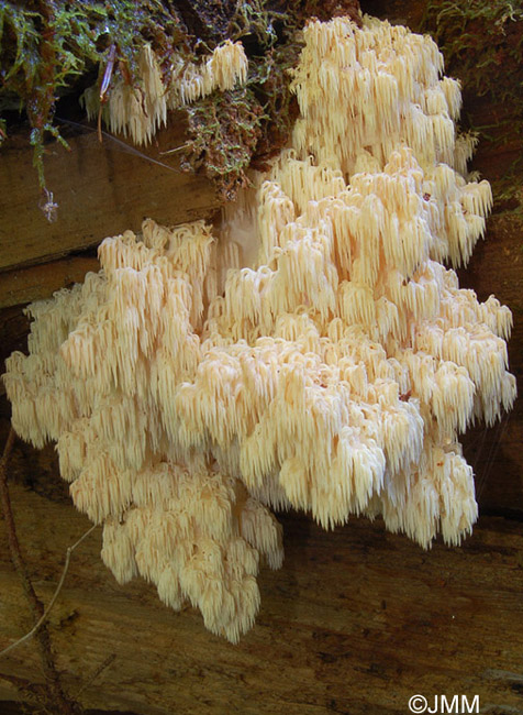 Hericium flagellum = Hericium alpestre