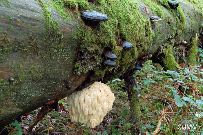 Hericium flagellum & Fomitopsis pinicola