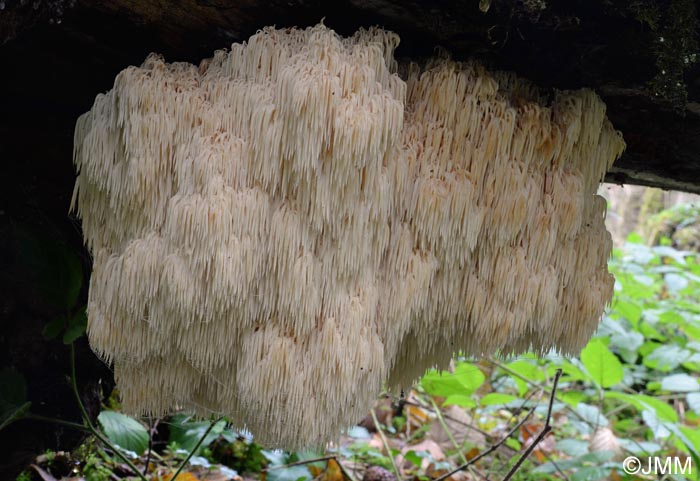 Hericium flagellum = Hericium alpestre