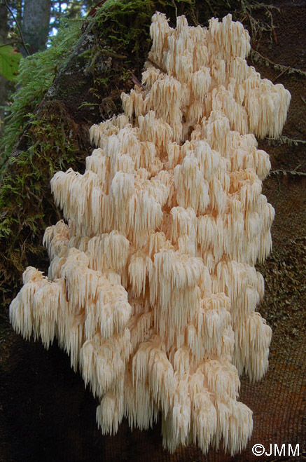 Hericium flagellum = Hericium alpestre