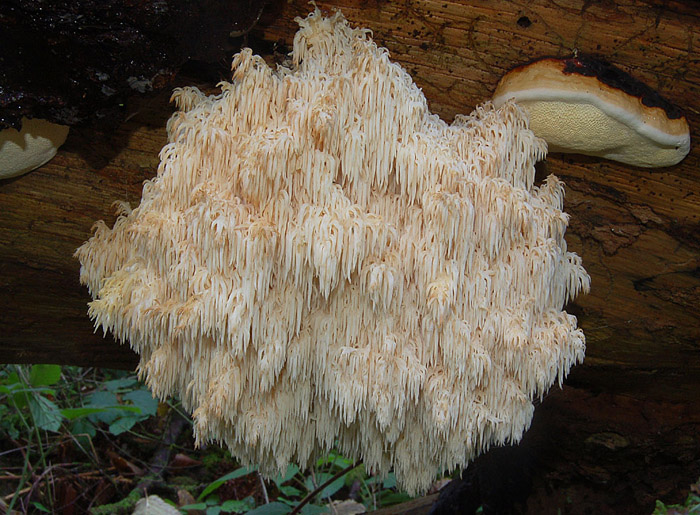 Hericium flagellum & Fomitopsis pinicola