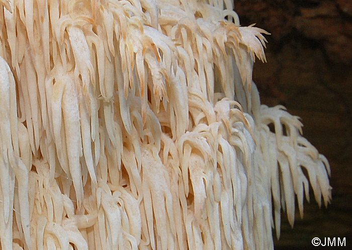 Hericium flagellum = Hericium alpestre