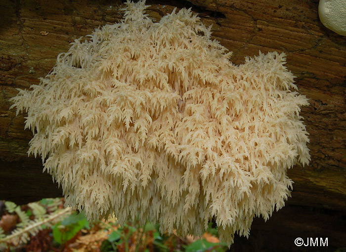 Hericium flagellum = Hericium alpestre