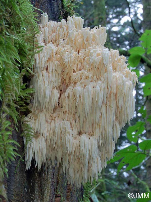 Hericium flagellum = Hericium alpestre