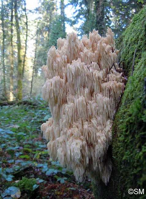 Hericium flagellum = Hericium alpestre