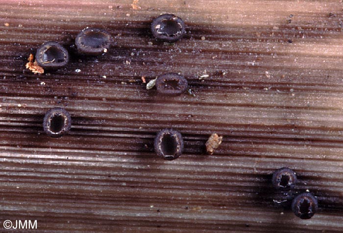 Heterosphaeria patella