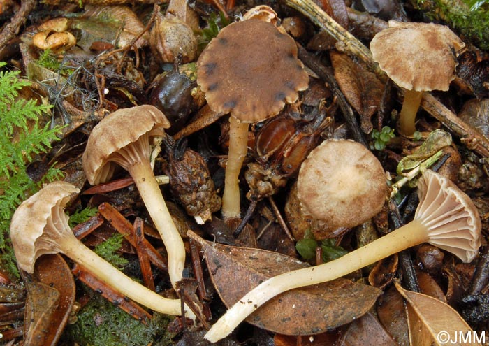 Camarophyllopsis phaeoxantha = Hodophilus phaeoxanthus