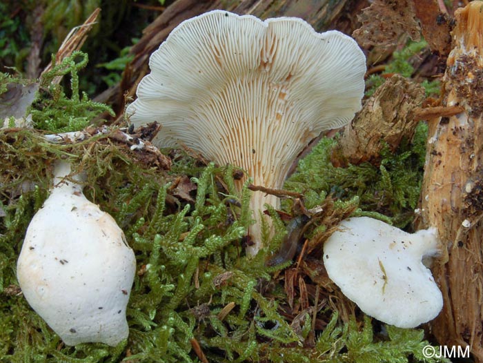 Hohenbuehelia abietina