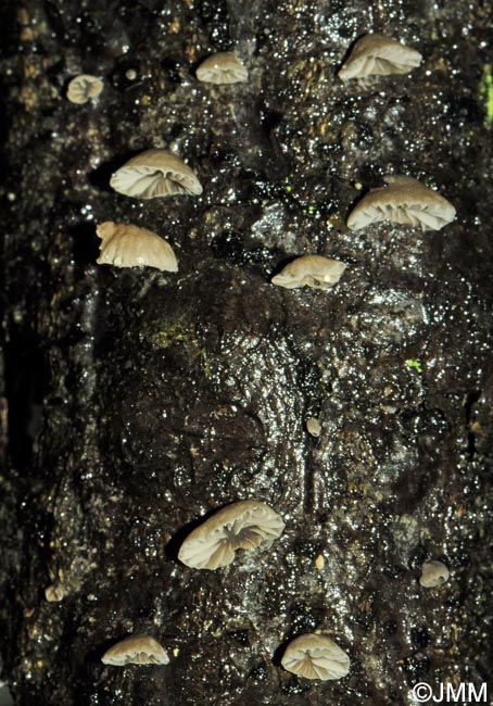 Hohenbuehelia cyphelliformis