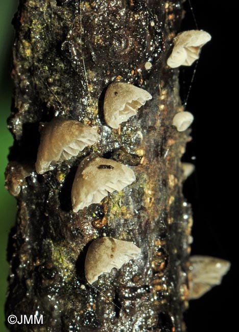 Hohenbuehelia cyphelliformis