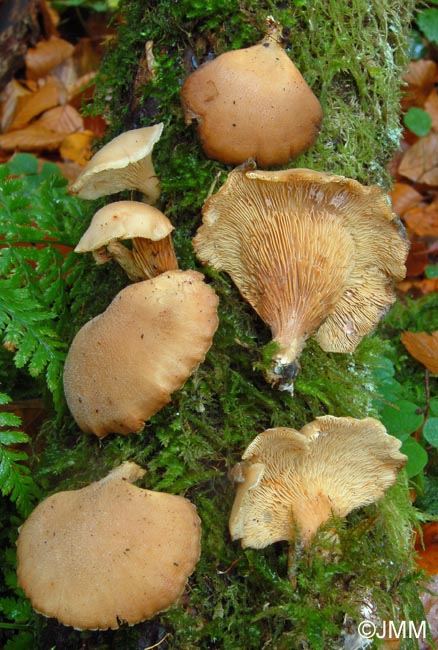 Hohenbuehelia geogenia var. queletii