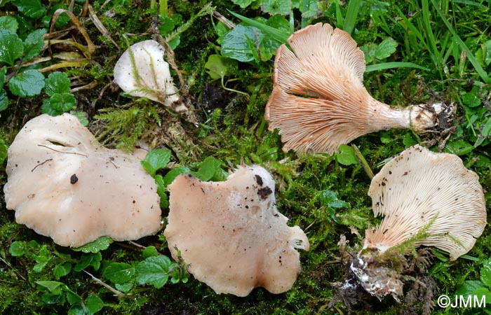 Hohenbuehelia petaloides = Hohenbuehelia petalodes