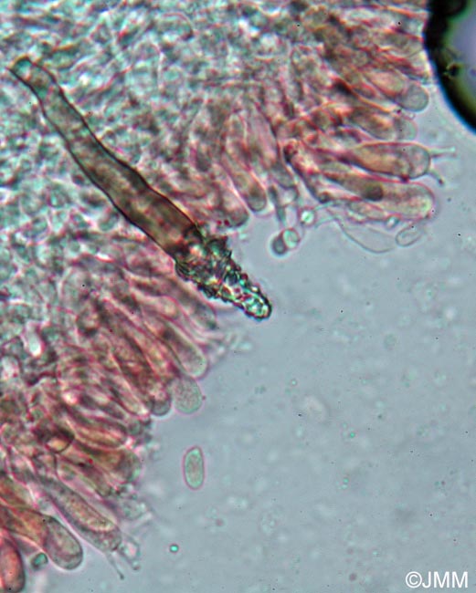 Hohenbuehelia pinacearum : microscopie