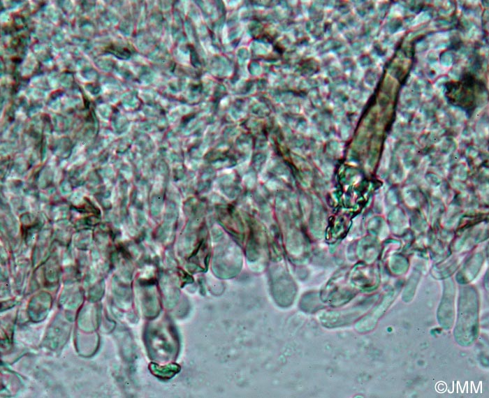 Hohenbuehelia pinacearum : microscopie