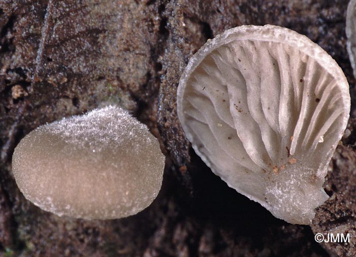 Hohenbuehelia reniformis