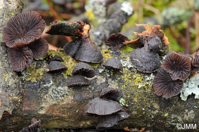 Hohenbuehelia unguicularis = Resupinatus unguicularis