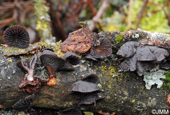 Hohenbuehelia unguicularis = Resupinatus unguicularis