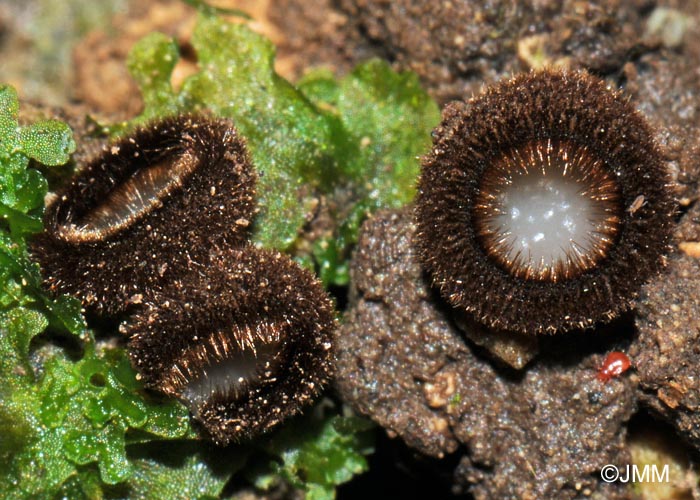 Humaria hemisphaerica