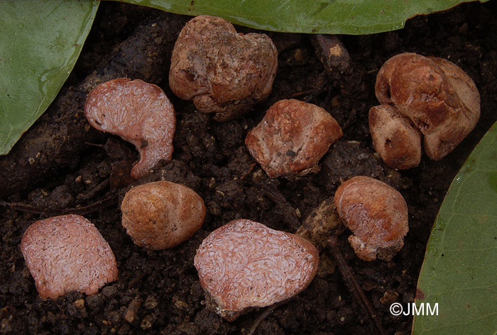 Hydnangium carneum