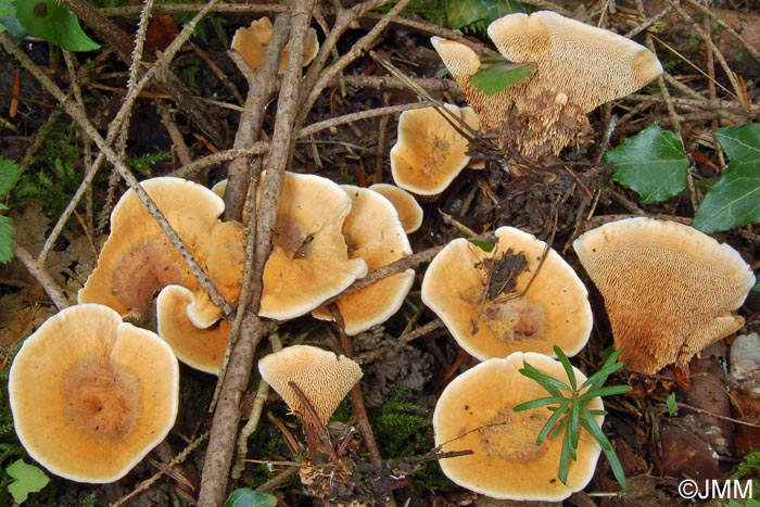 Hydnellum auratile