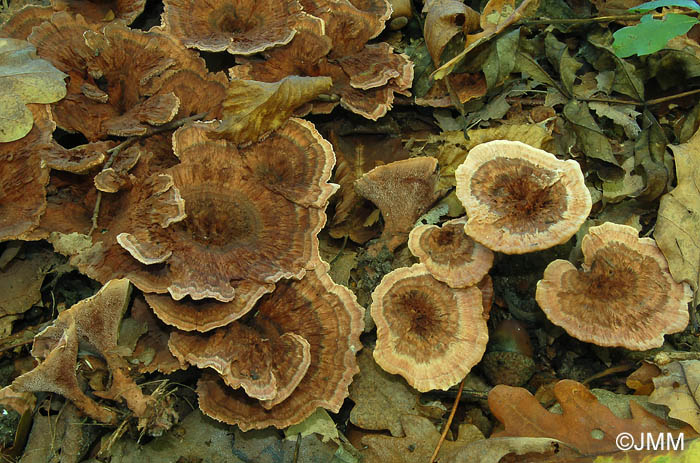 Hydnellum concrescens