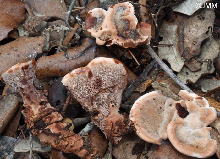 Hydnellum ferrugineum