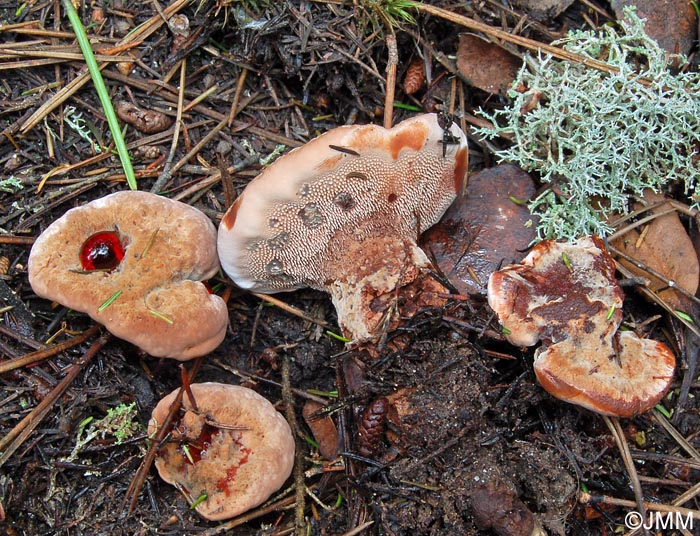 Hydnellum ferrugineum