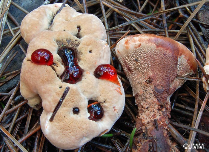 Hydnellum ferrugineum