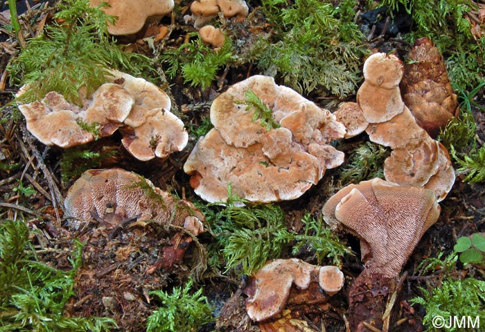 Hydnellum gracilipes